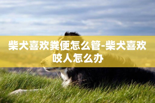 柴犬喜欢粪便怎么管-柴犬喜欢咬人怎么办